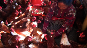 Krishna Maya and her poultry