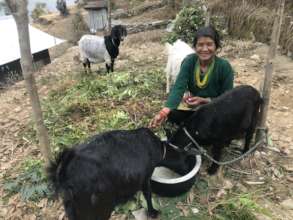 Shanti and her goats