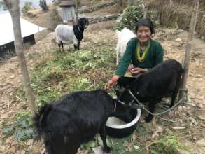 Shanti and her goats