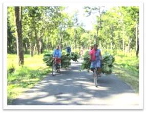 Girls bringing home livestock fodder, Sunsari