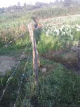 Farming In ligala swamp2