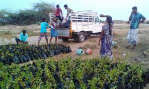Saplings transporting