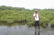 Mangroves conservation and Wed-land promotion