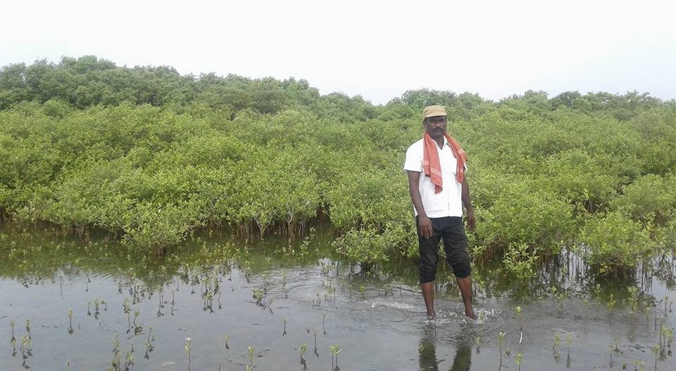 Mangroves conservation and Wed-land promotion