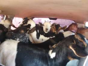 New Goats, did you know 23 can fit in a van?