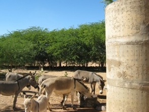 Donkeys in Gougaram