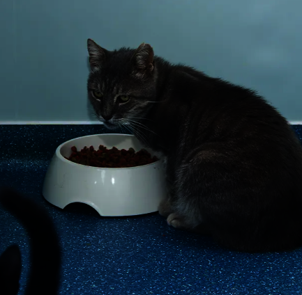 Full bowls at the cat shelter