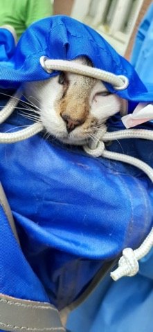 Ongoing support for elderly and disabled cats