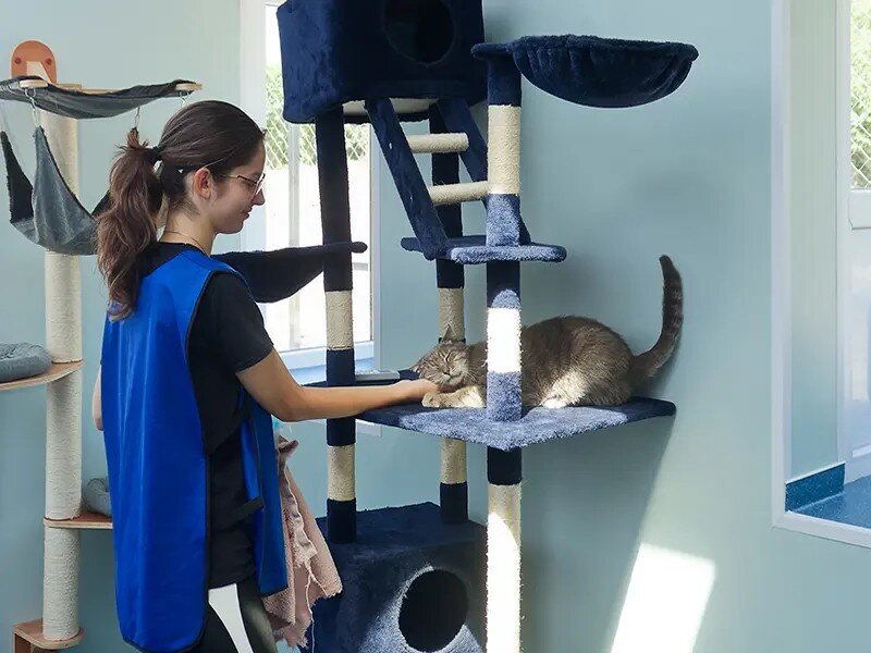 Ongoing support for elderly and disabled cats