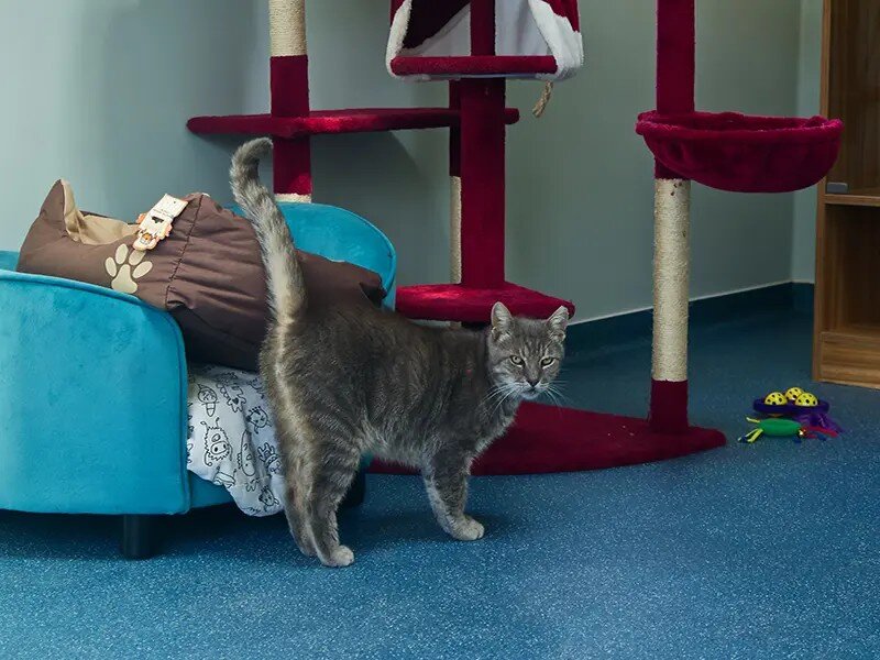 Ongoing support for elderly and disabled cats