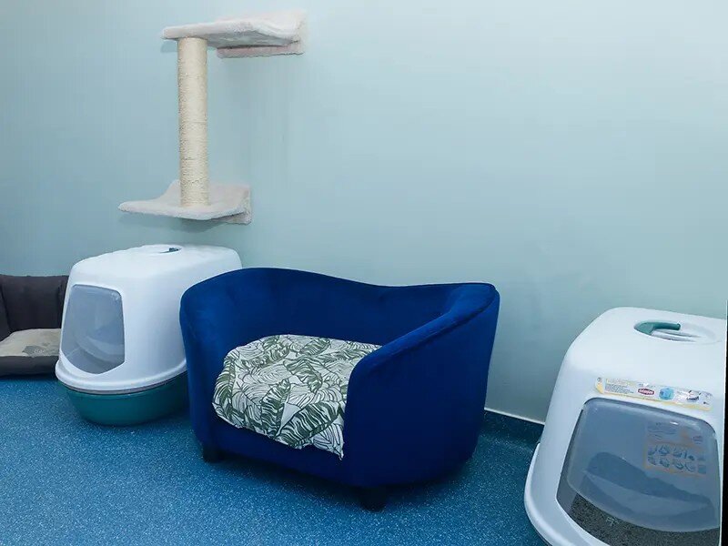 Ongoing support for elderly and disabled cats