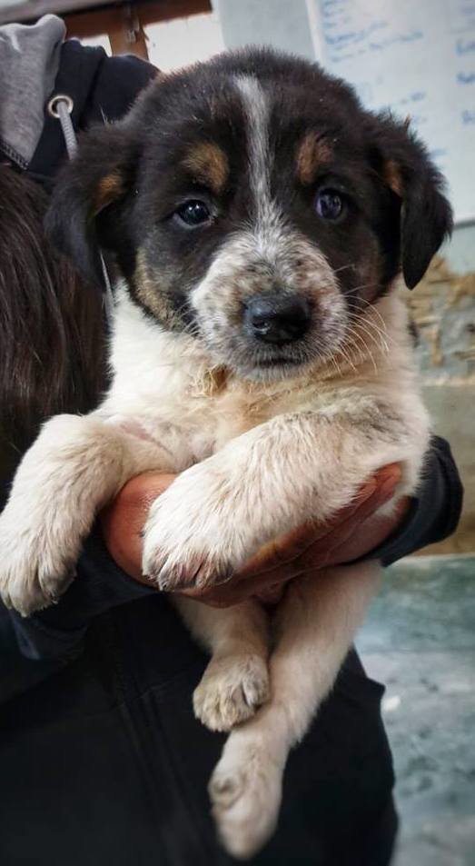 Save 50 suffering Indian street dogs