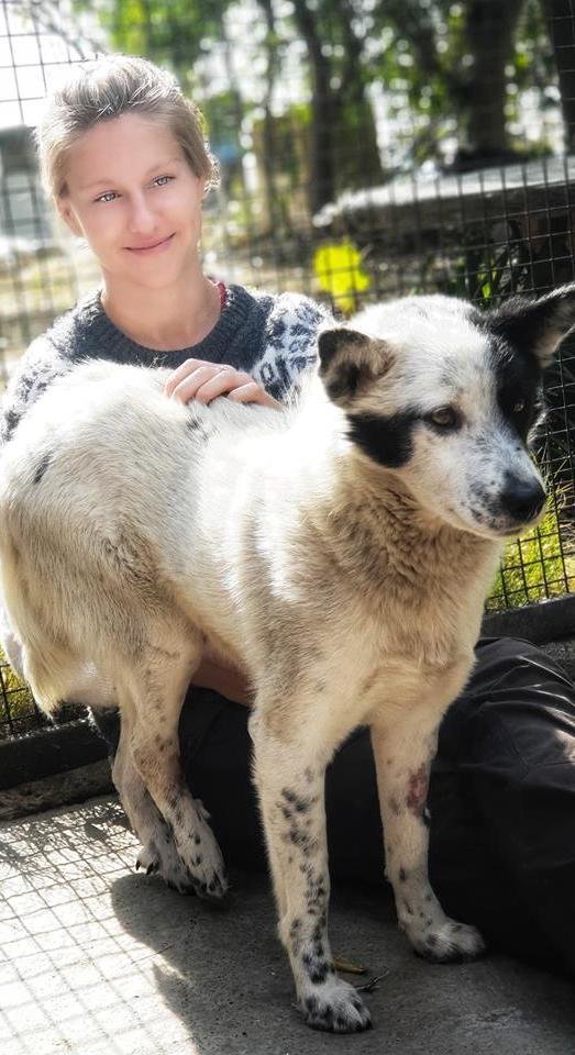 Save 50 suffering Indian street dogs