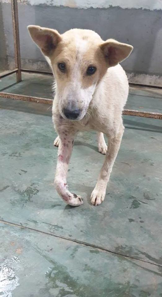 Save 50 suffering Indian street dogs