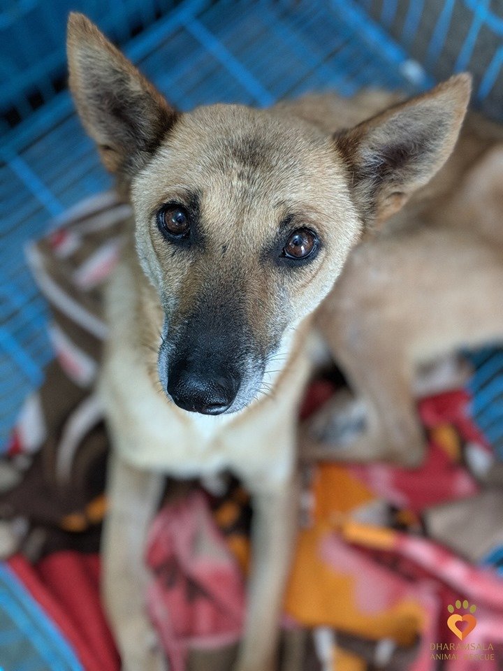 Save 50 suffering Indian street dogs