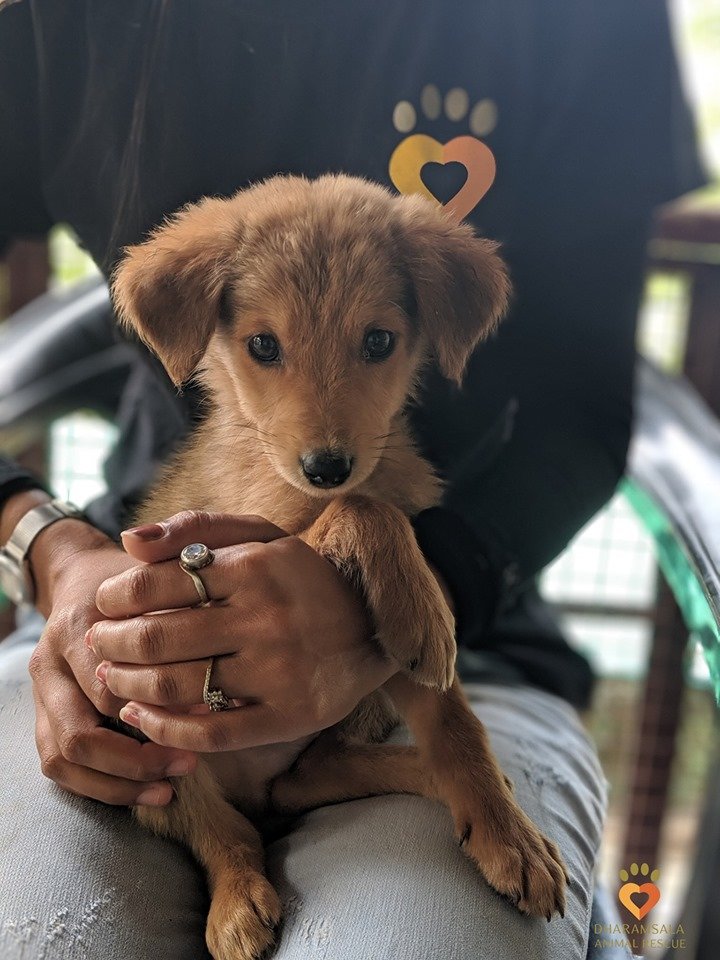 Save 50 suffering Indian street dogs