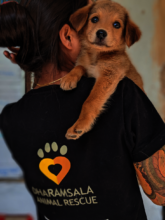 Save 50 suffering Indian street dogs