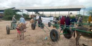 Donkey carts