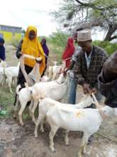 Goats distribution