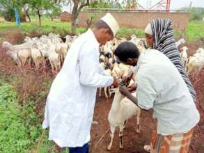Vet services2
