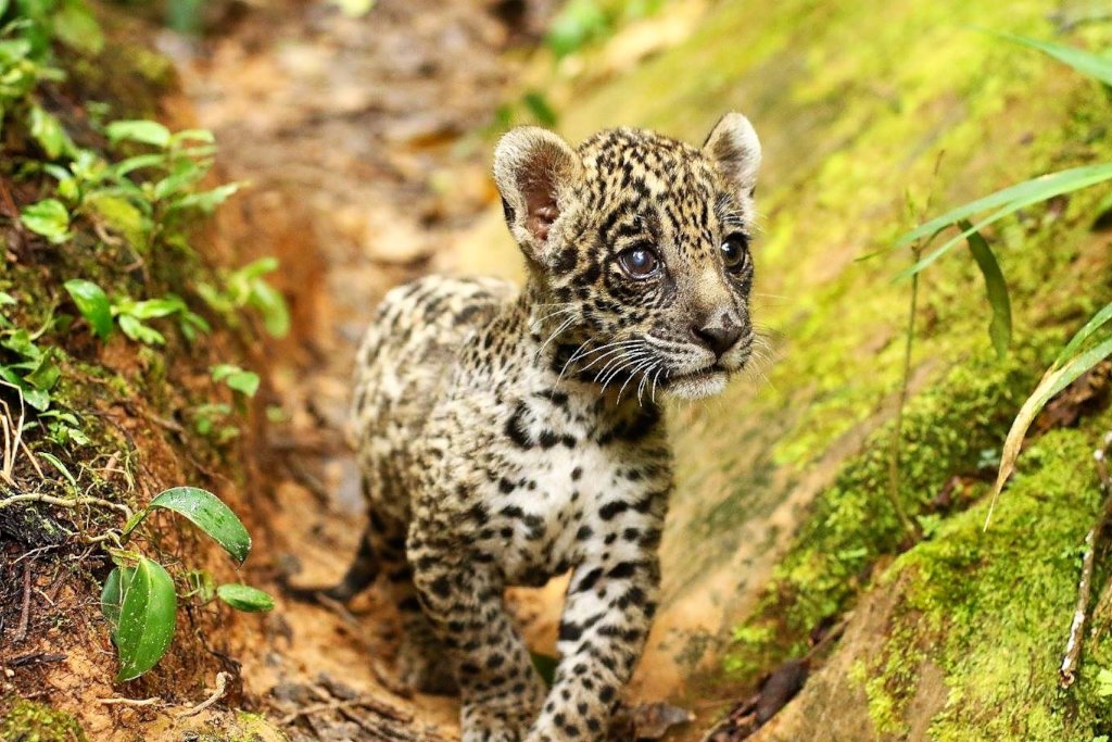 Build Kusiy the Jaguar a New Home!