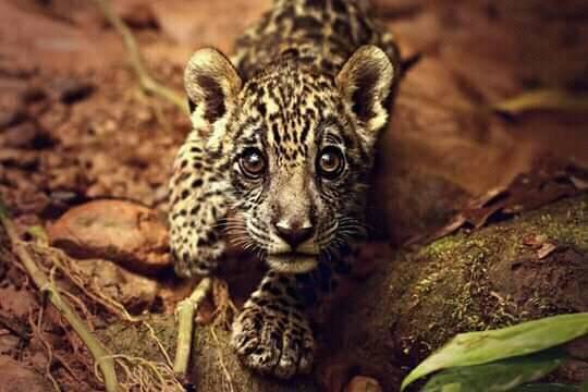 Build Kusiy the Jaguar a New Home!