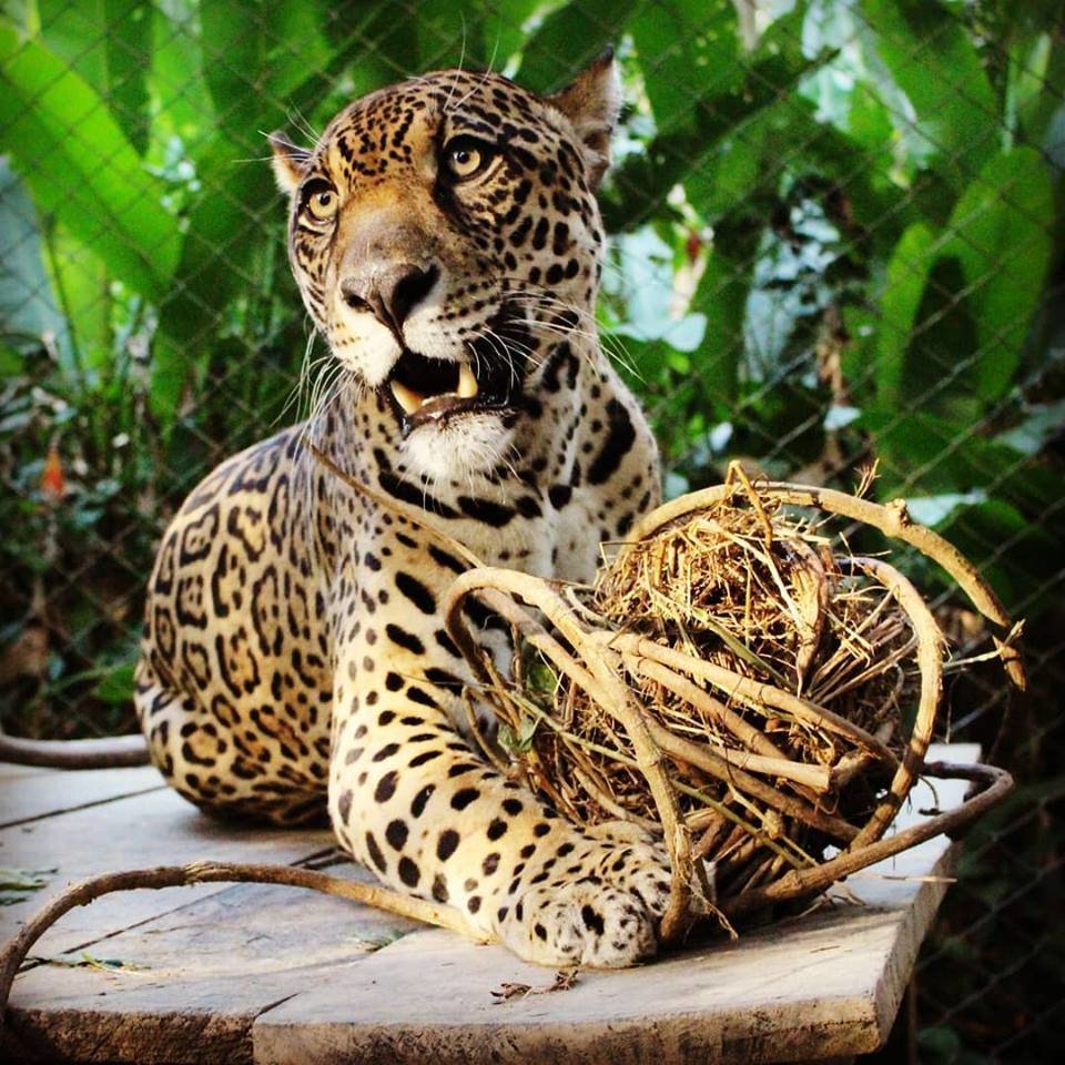 Build Kusiy the Jaguar a New Home!