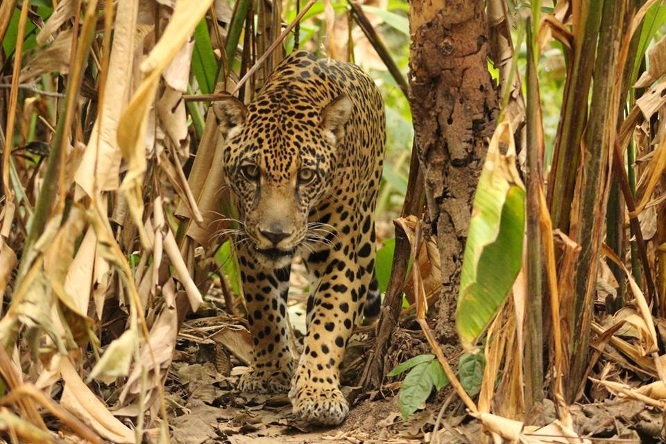 Build Kusiy the Jaguar a New Home!