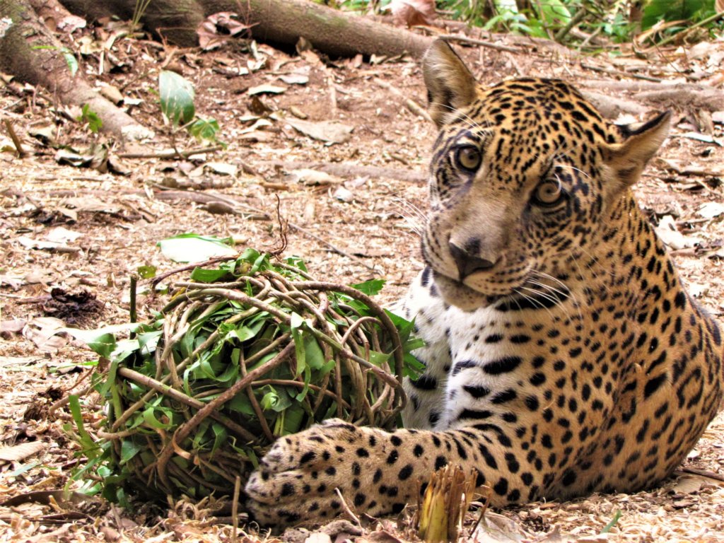 Build Kusiy the Jaguar a New Home!