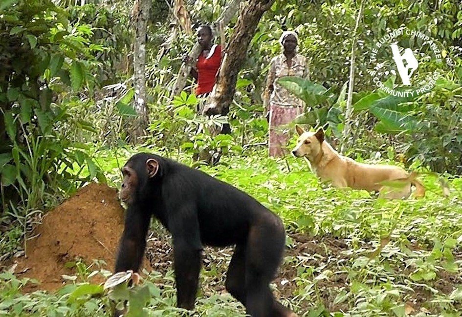 Water Well To Resolve Human-Chimpanzee Conflict