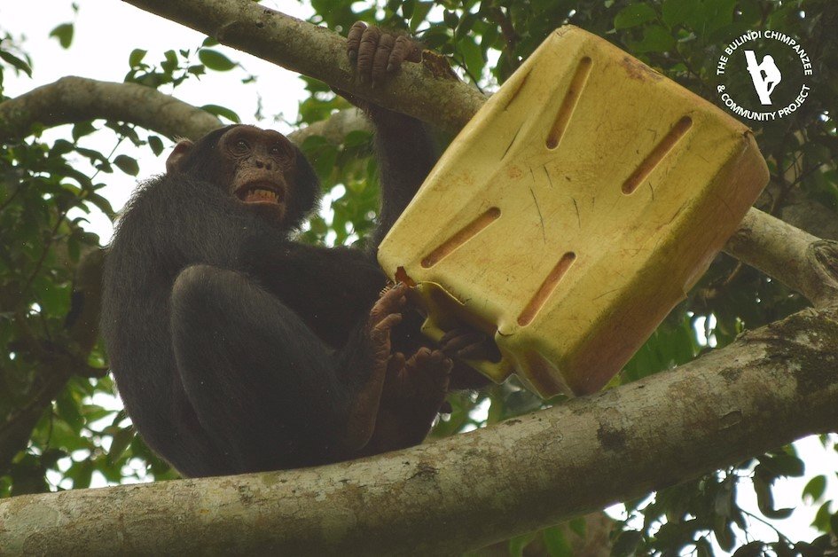 Water Well To Resolve Human-Chimpanzee Conflict