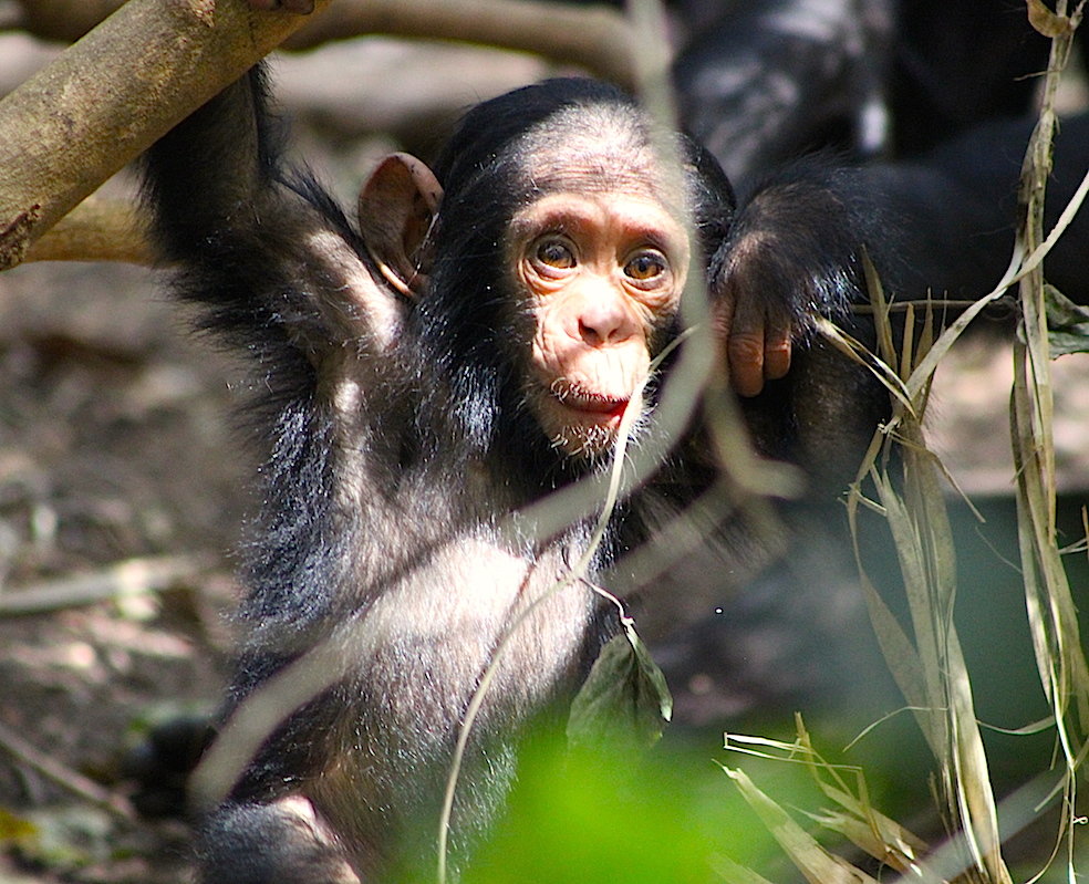 Water Well To Resolve Human-Chimpanzee Conflict