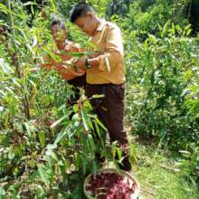 Harvesting the flowers