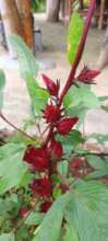 Rosella flower buds used to make tea