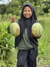 Harvesting watermelons