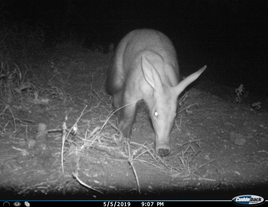 Adopt a Camera Trap - Greater Kruger, South Africa