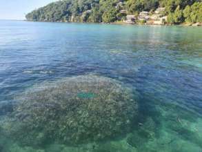 Coralbleaching