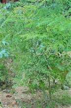 Above: Moringa tree in full leaf. Ready to harvest