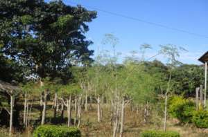 Coppiced moringa trees being pruned.