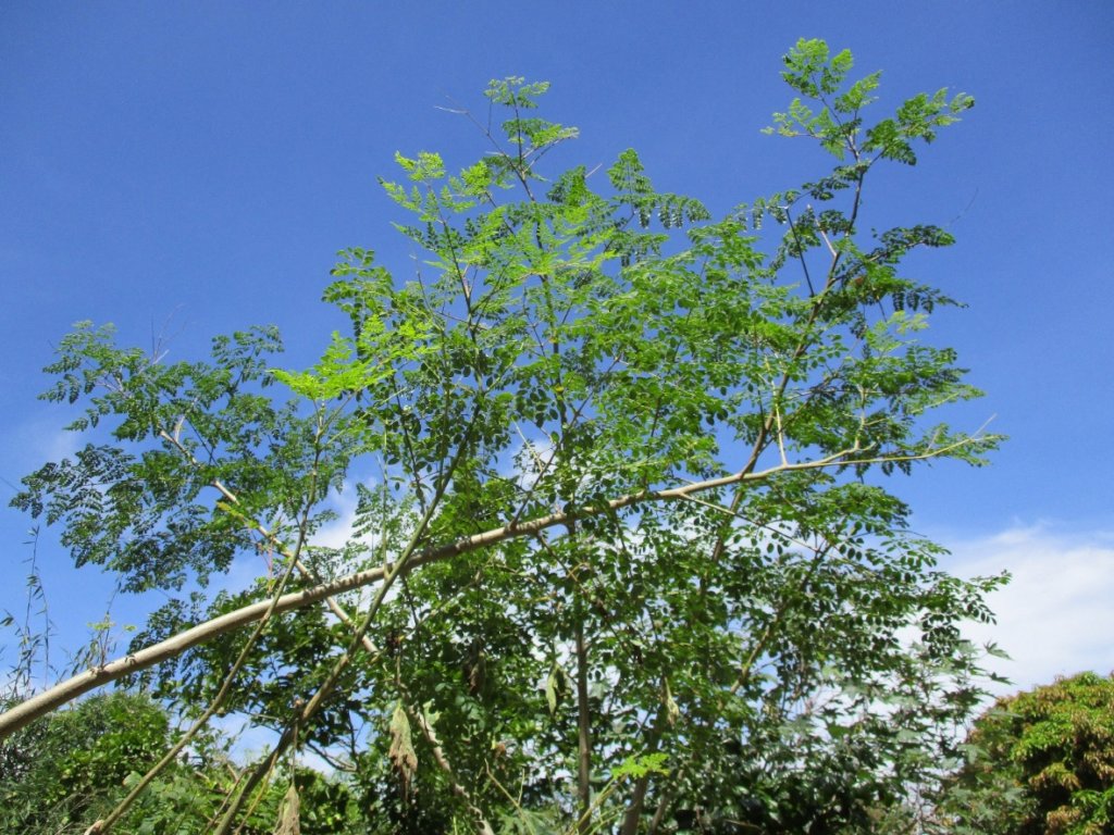 Finding a balanced diet for Zambian villagers