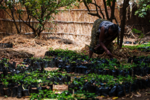 Moringa seedlings