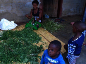 drying moringa leaves