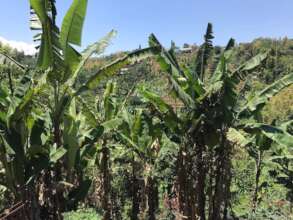 Beneficiaries getting support og banana sapling