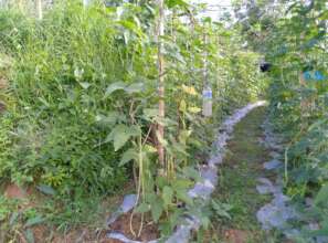 Cucurbids growing for income