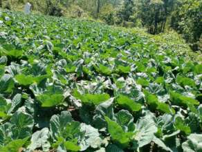Growing off season vegetable