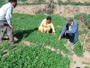 Growing off season vegetable for better price