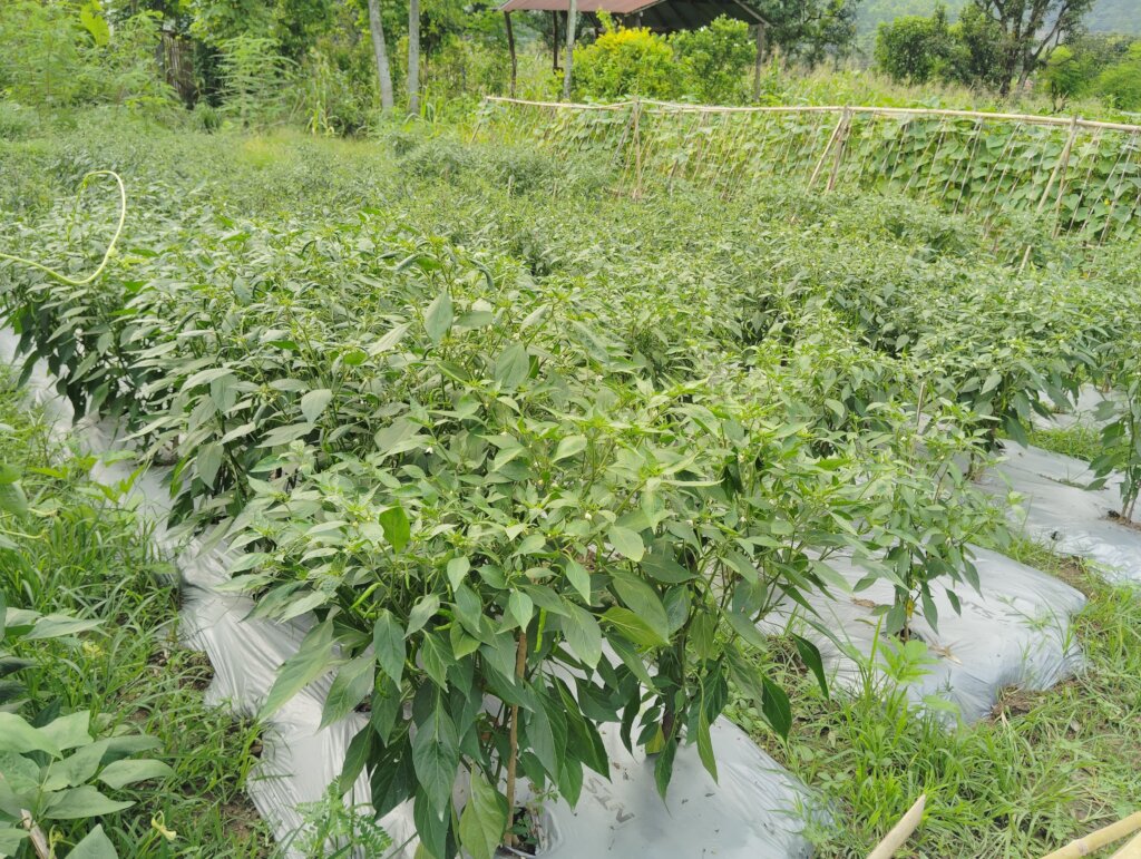 Growing vegetable for income