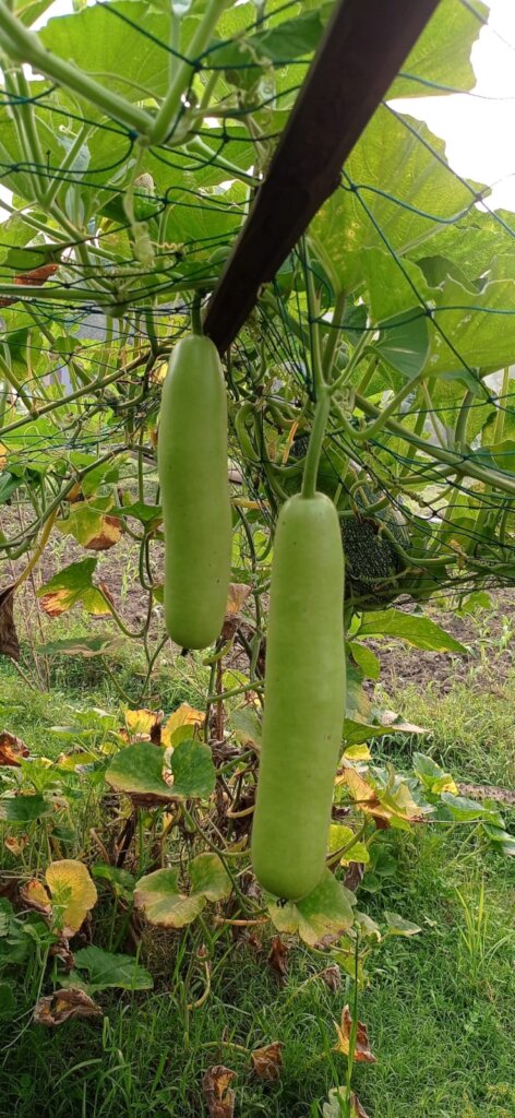 Harvesting bottlegourd