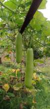Harvesting bottlegourd