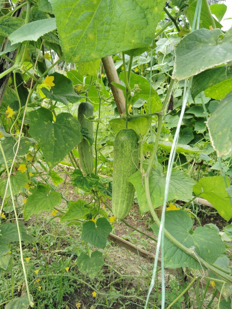 Harvesting cucumber by farmers